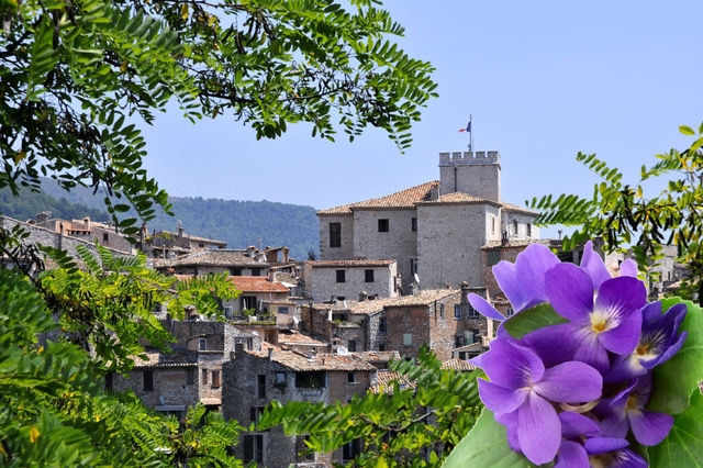 fête de la violette